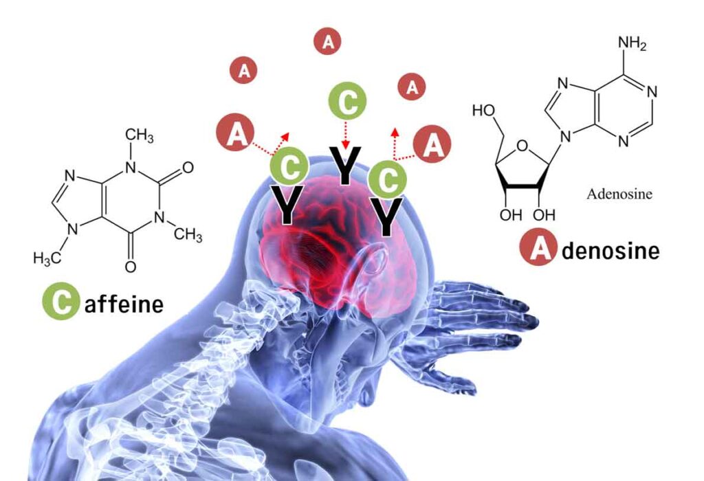 Caffeine and adenosine